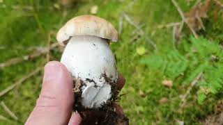 Удивительная природа Франции: Идем за белыми грибами