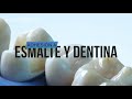 EN 5 MINUTOS. Repaso de adhesión a Esmalte y Dentina📖