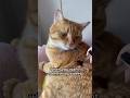 The sweetest pic 🐱🐈😁🥄P6984 #cat #funnyeating