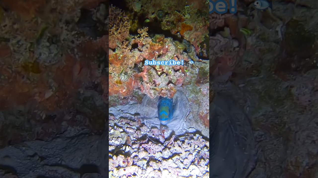 Parrot fish in a mucus bubble!🫧 