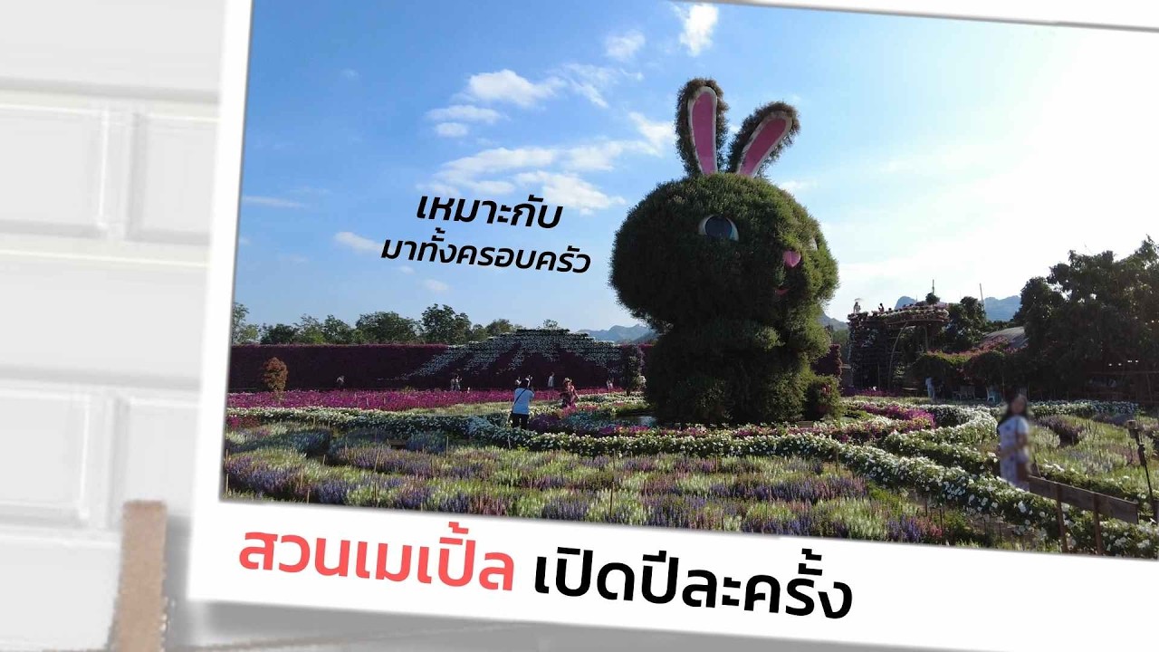 Maple Gardens   สวนเมเปิ้ล เปิดปีละครั้ง  AIYAUP STUDIO