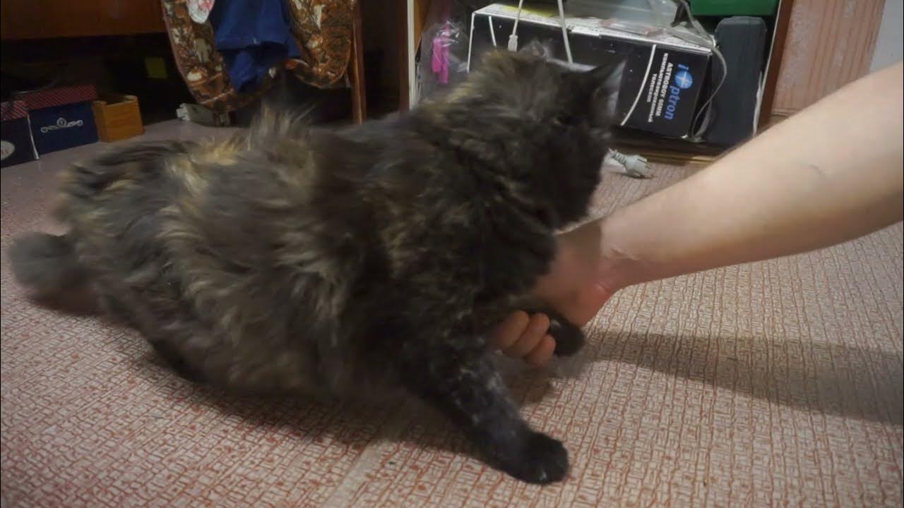Кот зовущий кошку слушать. Кот зовущий кошку слушать