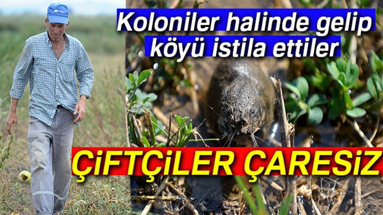 Bursa’da Tarlaları Fareler İstila Etti