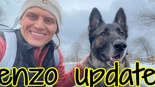 We (Sorta) Know what's Wrong with Enzo | German Shepherd Biopsy Update by That Enzo and Lotus 4,393 views 1 year ago 13 minutes, 56 seconds