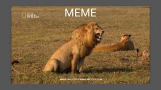 Laughing Lion Meme & Original