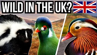 5 Introduced And Non Native Species In The UK Part 2