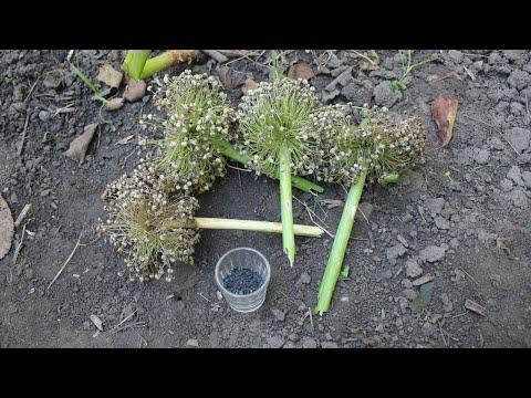 Video: Žetva sjemena luka - Kako prikupiti sjemenke luka