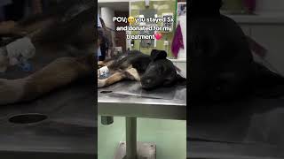 $1300 is still needed for his medical billsplease consider donating via the PayPal link in our bio😭 $1300 is still needed for his medical billsplease consider donating via the PayPal link in our bio😭