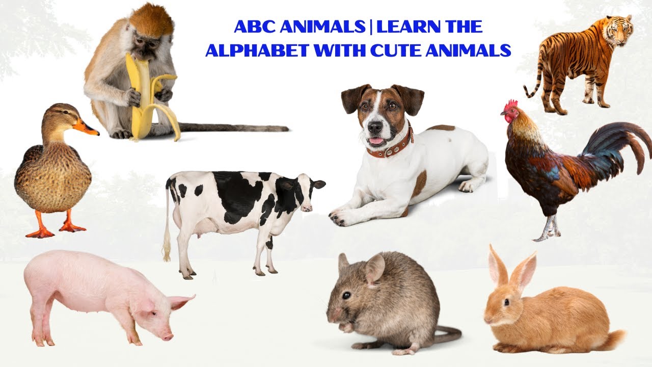 Why Dogs, Cats, and Other Animals Are So Important to Human Life