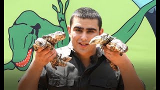 The Shingleback Lizard!