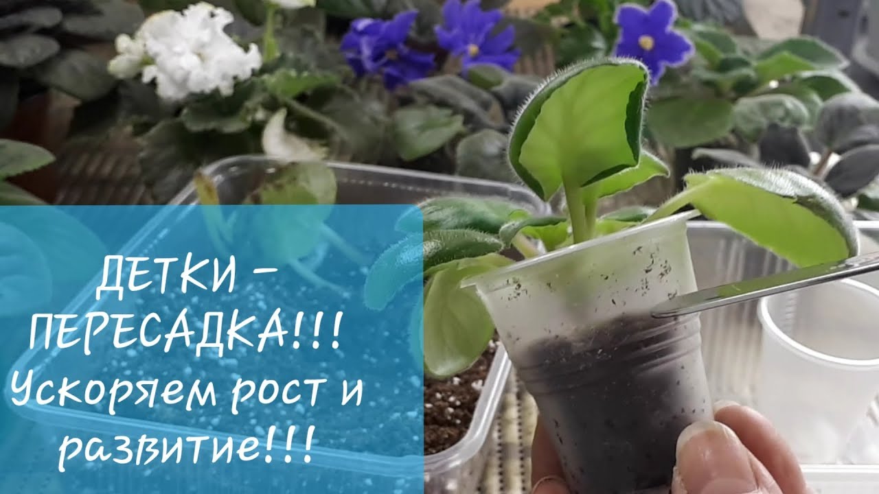 Фиалка когда рассаживать деток. Как пересадить деток фиалки. Пересадка фиалок. Когда пересаживать деток фиалки. Пересадка деток. Фиалка когда рассаживать деток. Как пересадить деток фиалки. Пересадка фиалок. Когда пересаживать деток фиалки.