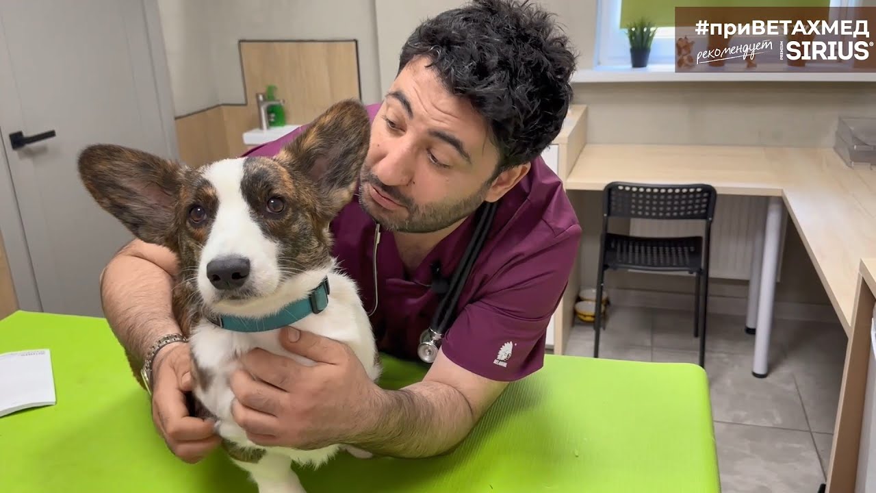Профилактика блох и клещей у собак // #приВЕТАХМЕД - YouTube