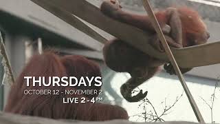 Baby Animal Cam by Cleveland Metroparks Zoo 667 views 7 months ago 39 seconds