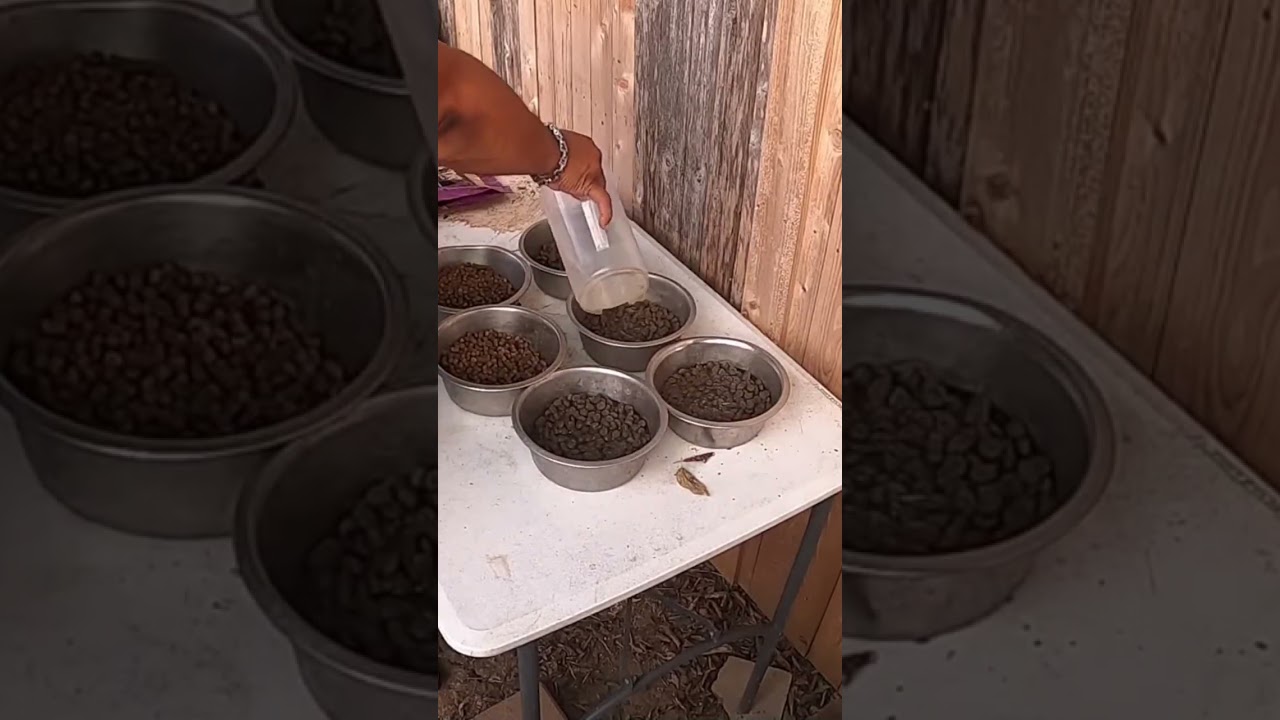 How To Make Your Dog Eat Slower