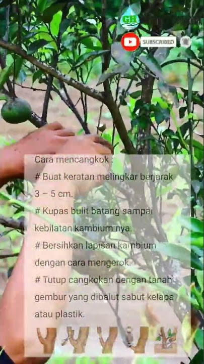 Cangkok Jeruk dan Tips trik tatacara Mencangkok  #pertanian #subur #lahan #tipstricks #tutorial