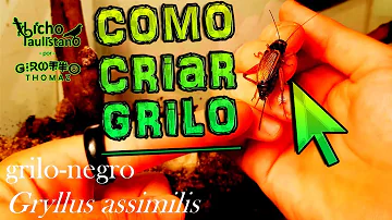 Onde o grilo fica de dia?