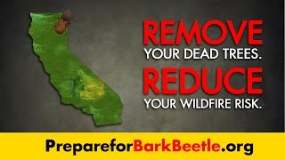 The California Bark Beetle Epidemic