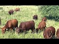 Last day of July cattle move onto a 70-day rested paddock.