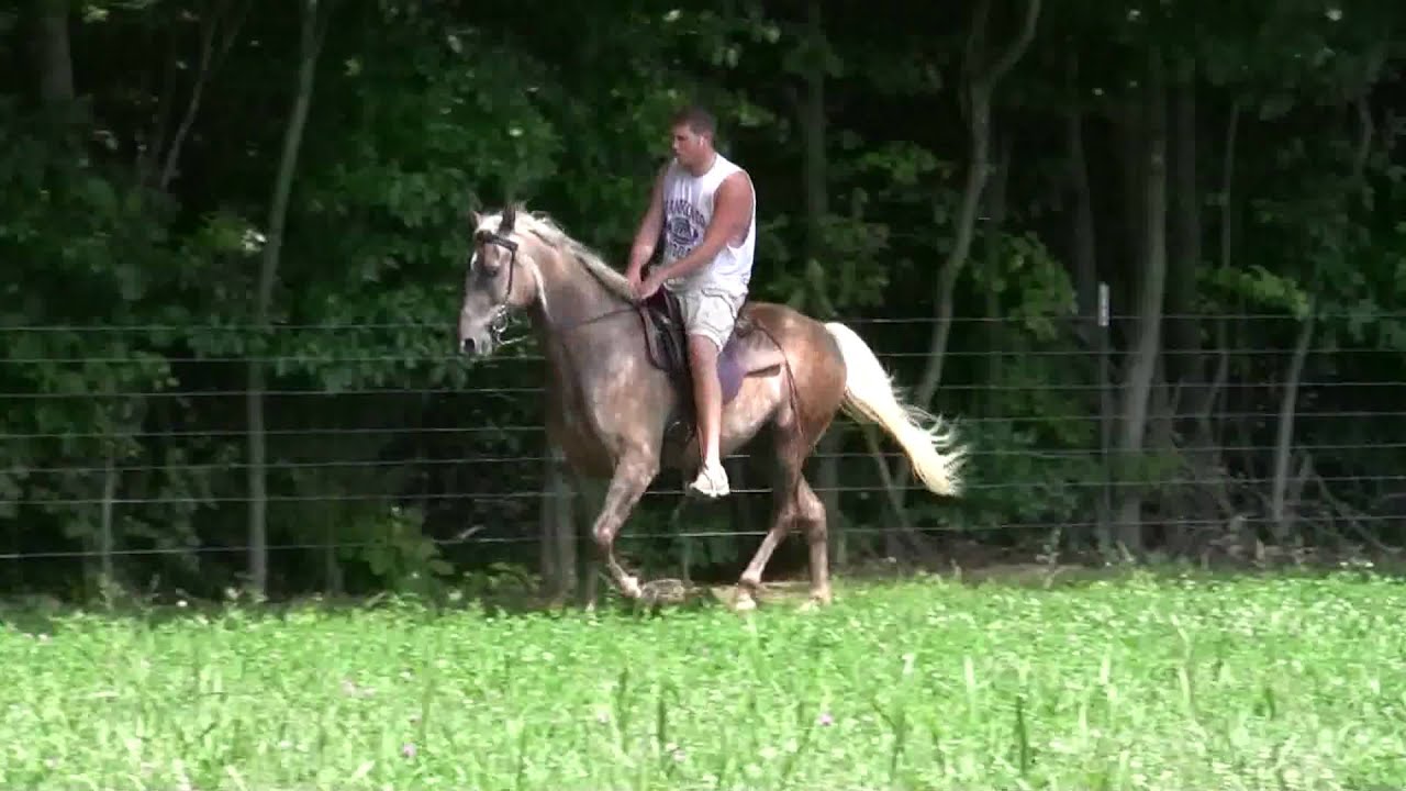 Greathouse stables gentleman YouTube