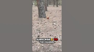 This squirrel is very fast!🐿️ #shorts