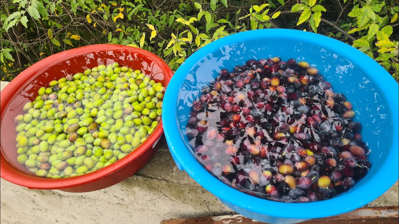 Собираем Оливу 24.11.25 г.