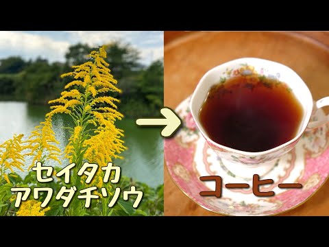 【Mokka】セイタカアワダチソウの越冬完熟クリーム蜂蜜1,000g3本 楽天市場】セイタカアワダチソウ 500g×2個 花 つぼみ 乾燥 茎 葉 国産