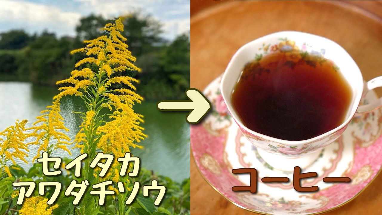 Succeeded in making coffee from goldenrod! - YouTube