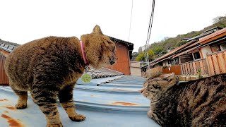 屋根の上でケンカする猫