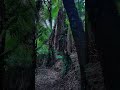 Tara-Bulga National Park #Victoria #Australia #outback #bushwalk #nature #asmr #travel #outdoors