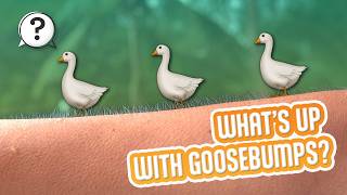 Why do people get goosebumps But Why Bites Vermont Public PBS
