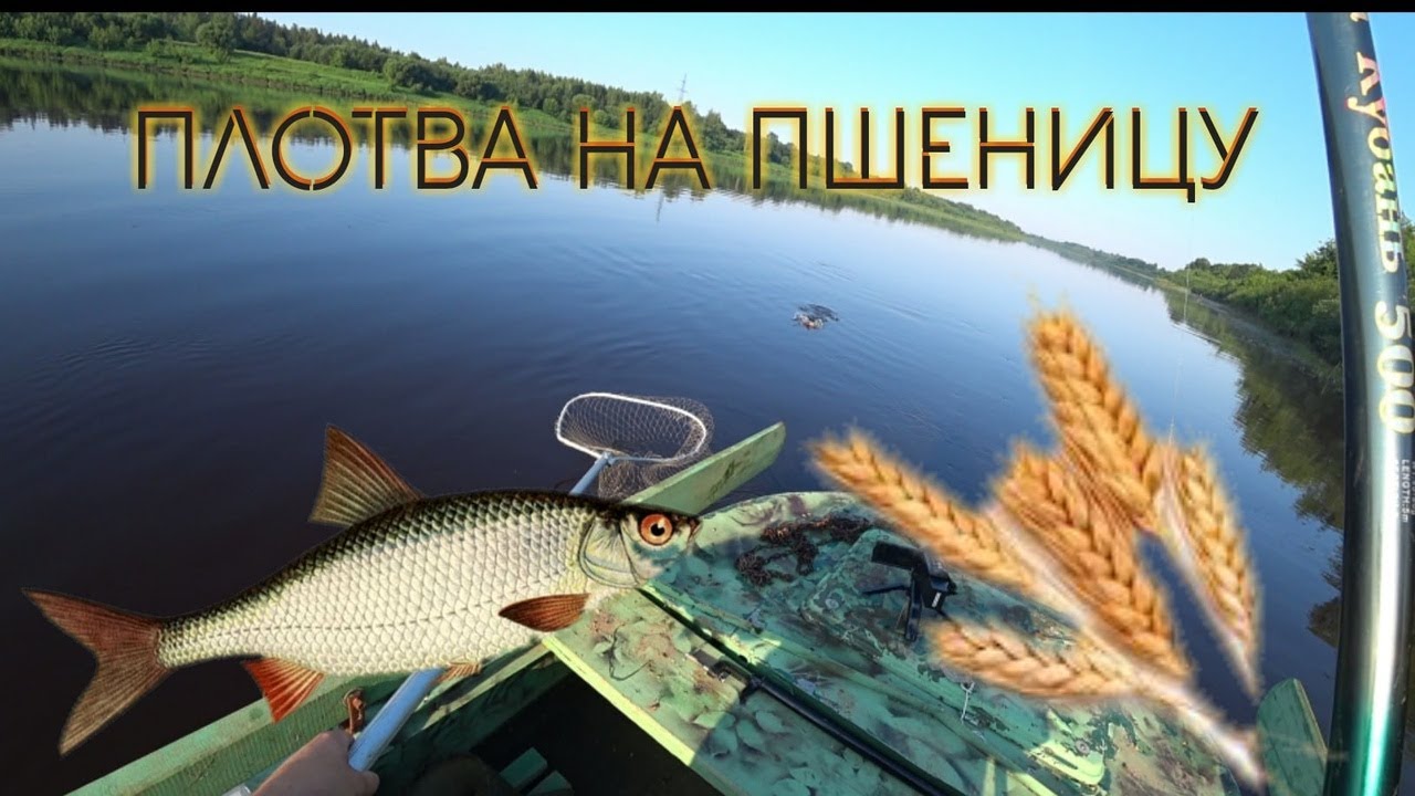 Рыбалка на удочку!Плотва на пшеницу/2020.