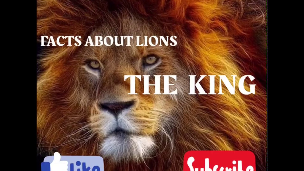 Top 10 Facts About Lion Amazing Facts About Big Cats The Lion Facts ...