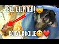 Ведро на голове дворняги! Осмотр в клинике. Хулиганка Биля.😄