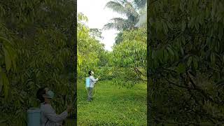 Pagi pagi kita spray daun durian #minigarden #kebundurian #sprayer