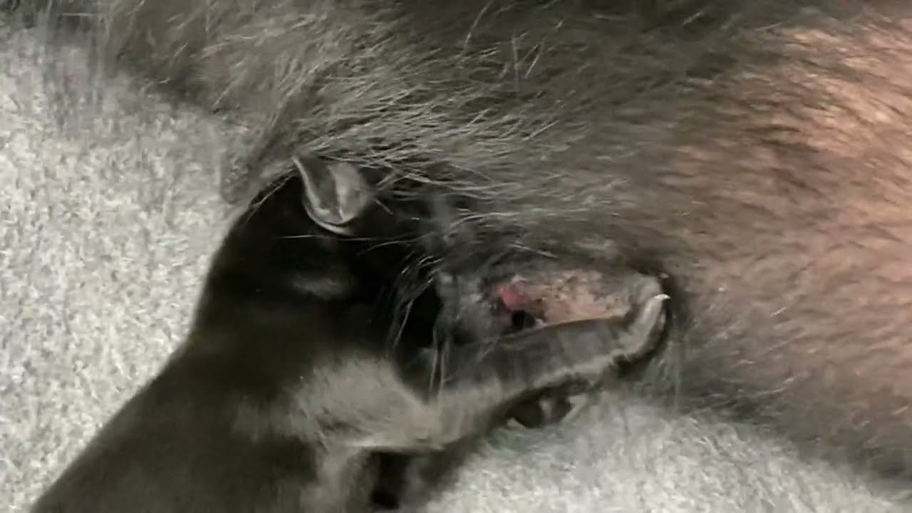 Day FOUR to see if the orphaned puppies will MAKE IT!!!