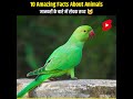 Top 10 Amazing Facts About Animals 🐶 | Animal Facts in Hindi #animalfacts  #facts #amazingfacts