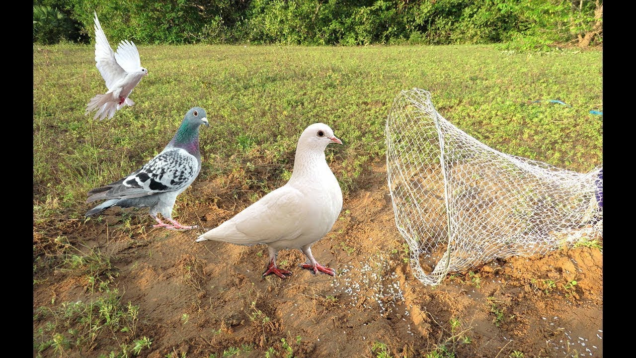 The best Bird Hunter technology ...