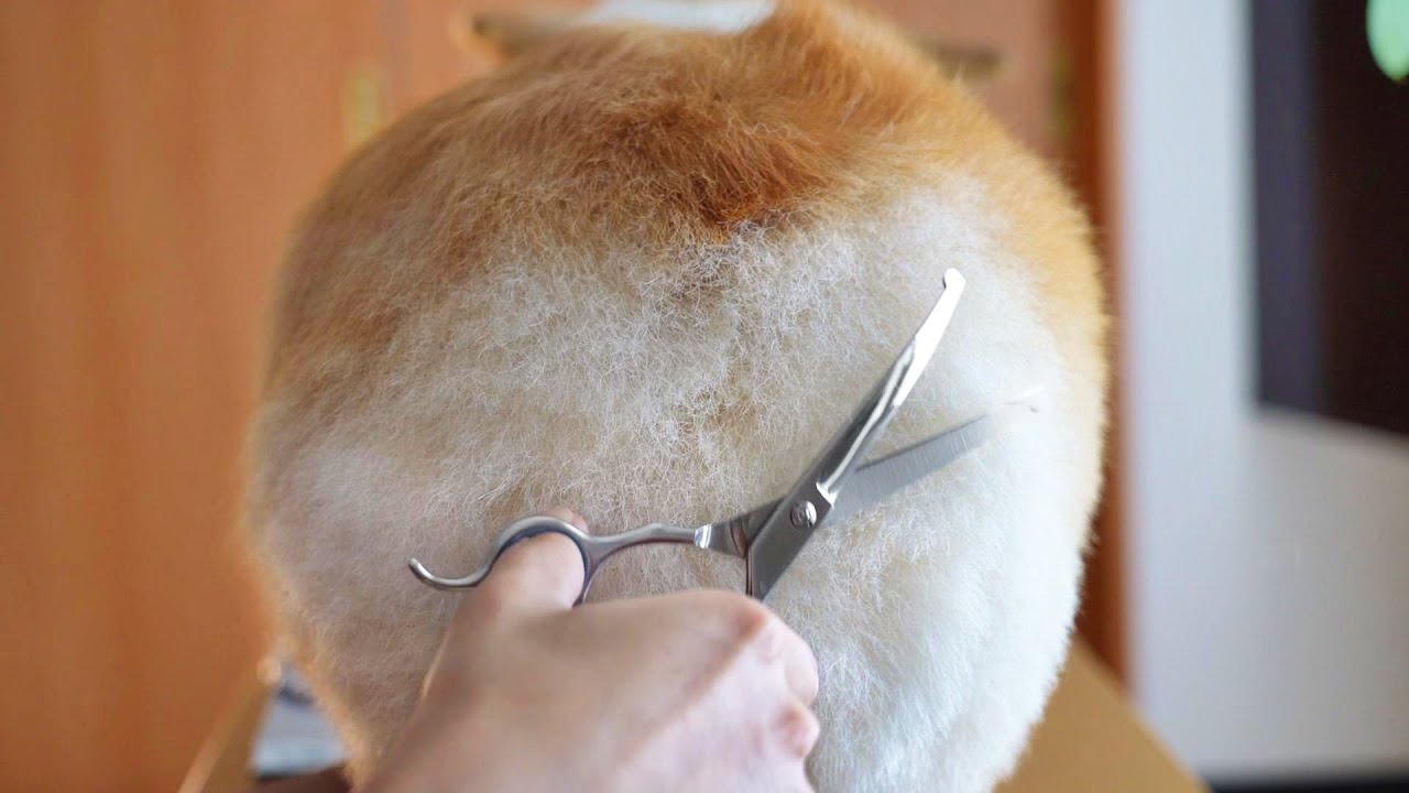 犬のトリミングで『ふわもこ食パン』をオーダーした結果…