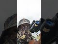 air gun hunting