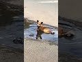 Приколы про домашних животных #shortvideo #cat #приколы #pets #shorts #funny