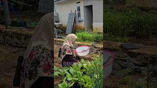 keseruan panen sayur di pekarangan bersama ibu-ibu tahsin #ketahananpanganmandiri #gardening