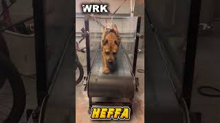 WRK HEFFA getting ready for Tom Garner Cookout July 18th 2026