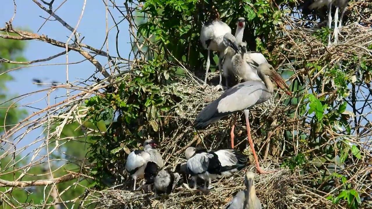 Bird Avian Communities Of Flooded Forest Areas 057