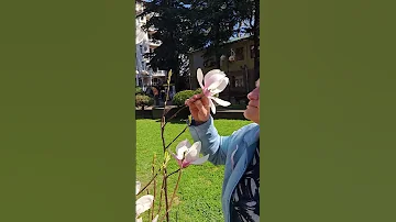 Огромные цветы магнолии в Адлере ..