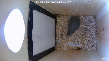 Tree Swallow picked the wrong nest box