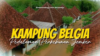 TAK DISANGKA❗ADA KAMPUNG BELGIA DITENGAH PERKEBUNAN DESA DI JEMBER