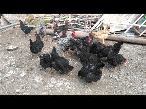 Super Harco chickens / ხარკოს ქათმები