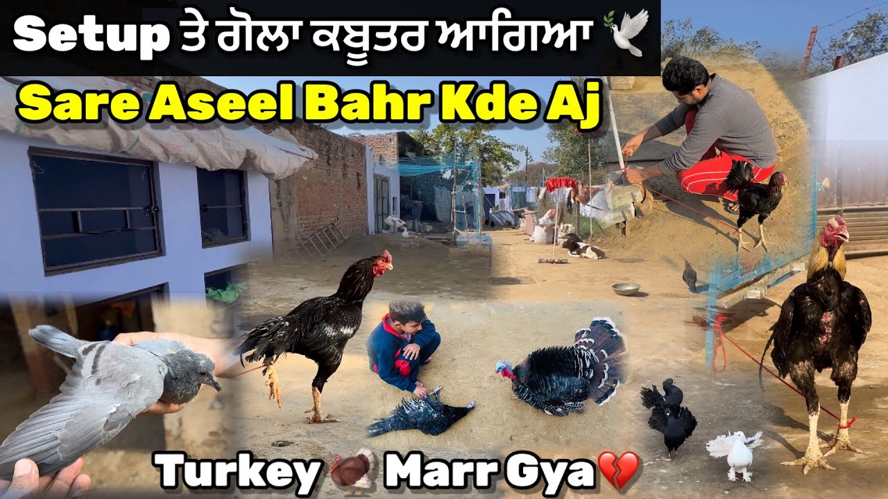 ਗੋਲਾ ਕਬੂਤਰ ਆਗਿਆ Setup ਤੇ 🕊️|| ਸਾਰੇ Aseel ਲੱਤਾਂ ਬੰਨ ਕੇ ਬਾਹਰ ਛੱਡੇ || Jugnu Marr Gea💔|| #petsvlog