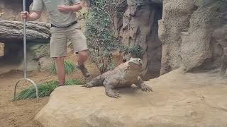 komodo Dragon San Diego Zoo