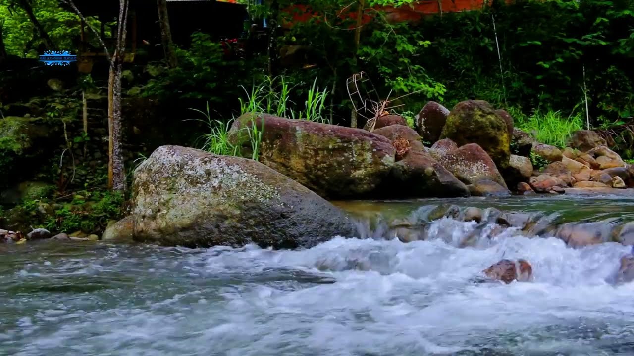 Forest River ASMR  Calming Water Flow and Birds Singing 🤍🌊